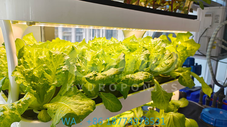 Agriculture Farming Equipments - c Máquina agrícola para cultivar lactuga